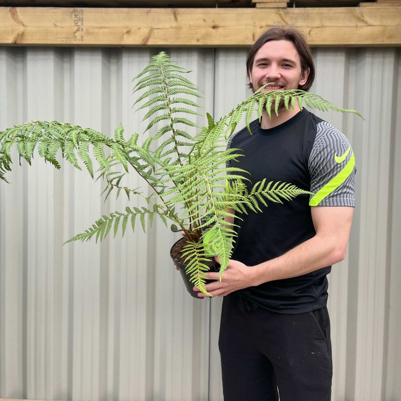 Tree Fern |  Dicksonia antarctica 2L