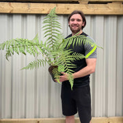 Tree Fern |  Dicksonia antarctica 2L