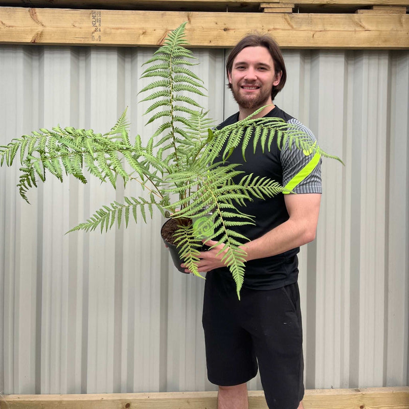 Tree Fern |  Dicksonia antarctica 2L