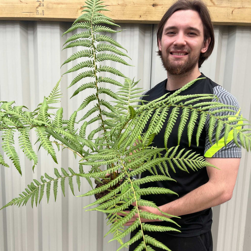 Tree Fern |  Dicksonia antarctica 2L