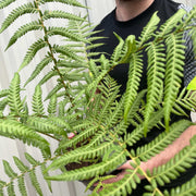 Tree Fern |  Dicksonia antarctica 2L
