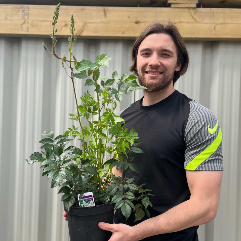 Astilbe arendsii White 2L - Home & Garden > Plants > Indoor & Outdoor Plants > Landscaping & Garden Plants > Garden Plants