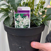 Astilbe arendsii White 2L - Home & Garden > Plants > Indoor & Outdoor Plants > Landscaping & Garden Plants > Garden Plants