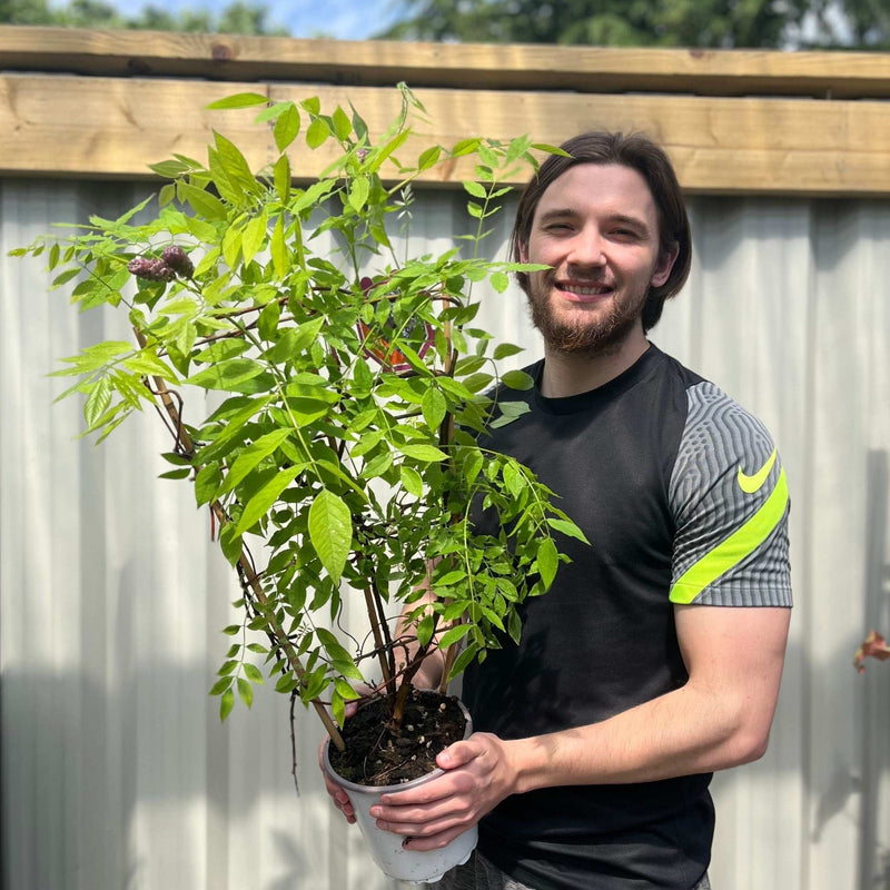 Wisteria sinensis on Frame 'Amethyst Falls' | Will Flower This Summer