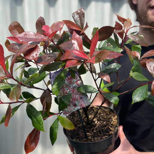 Photinia 'Carre Rouge' 9cm/2L -