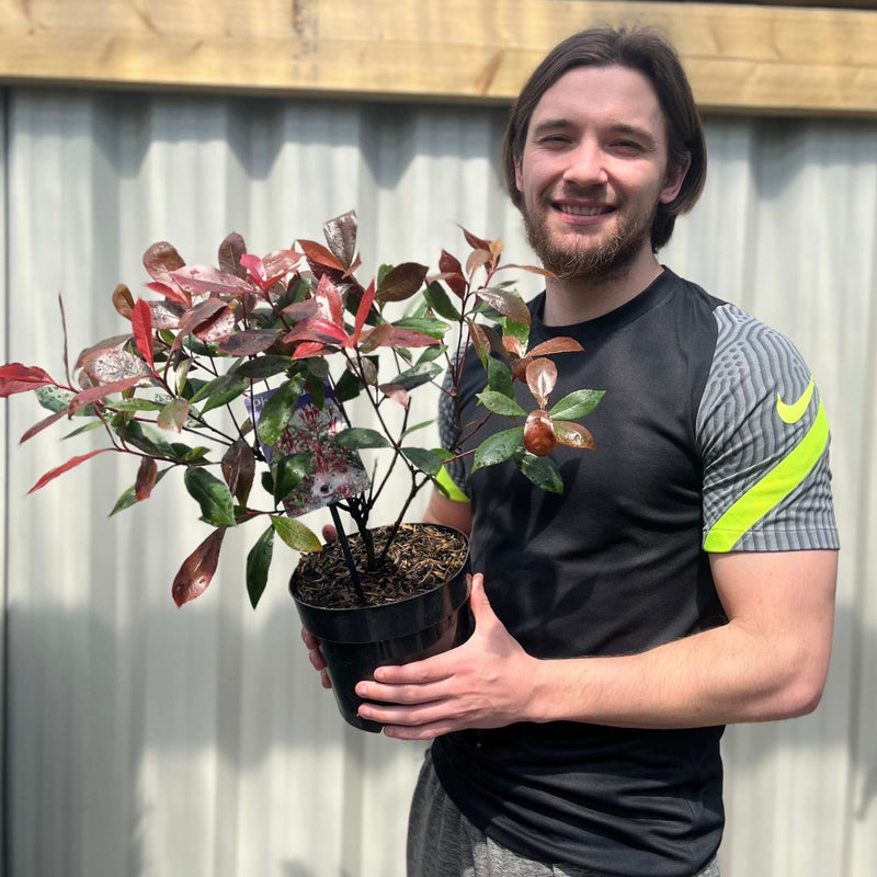 Photinia 'Carre Rouge' 9cm/2L -