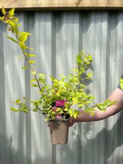 Spiraea japonica 'Firelight' 9cm / 1L / 2L -