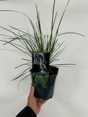 Deschampsia 'Goldtau' 2L - Home & Garden > Plants > Indoor & Outdoor Plants > Landscaping & Garden Plants > Landscaping Plants