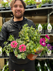 Summer Bedding Mix 3 x 13.5cm Pots -