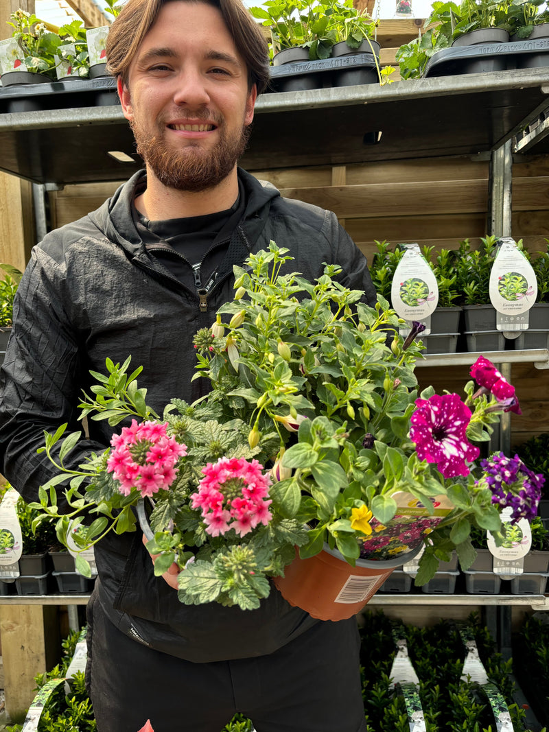 Summer Bedding Mix 3 x 13.5cm Pots -