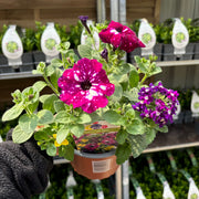 Summer Bedding Mix 3 x 13.5cm Pots -