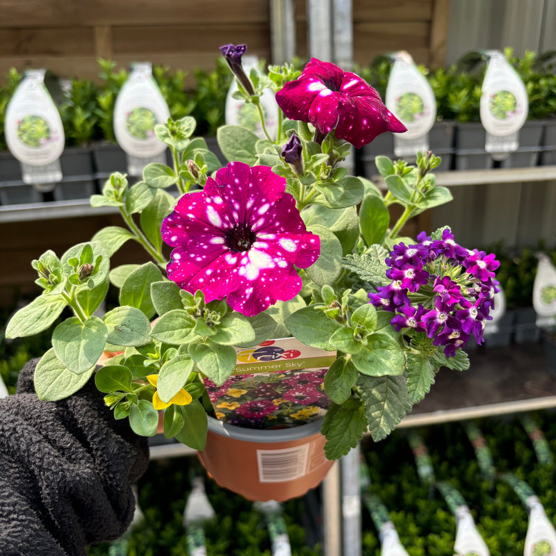 Summer Bedding Mix 3 x 13.5cm Pots -