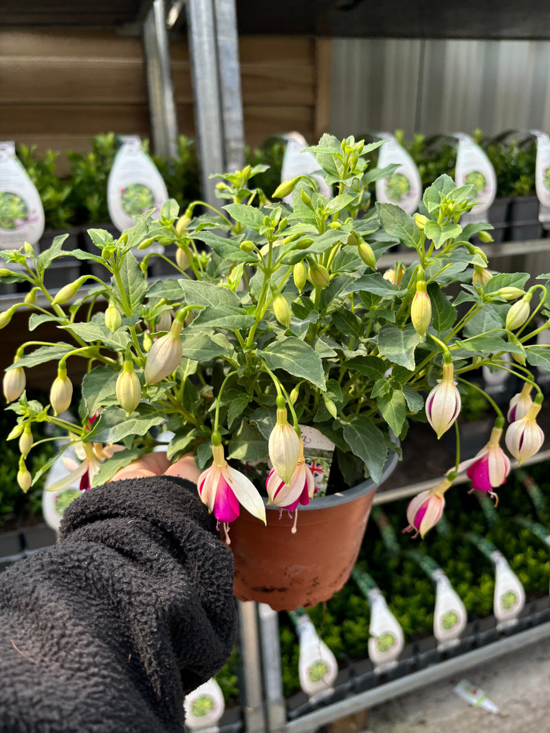 Summer Bedding Mix 3 x 13.5cm Pots -