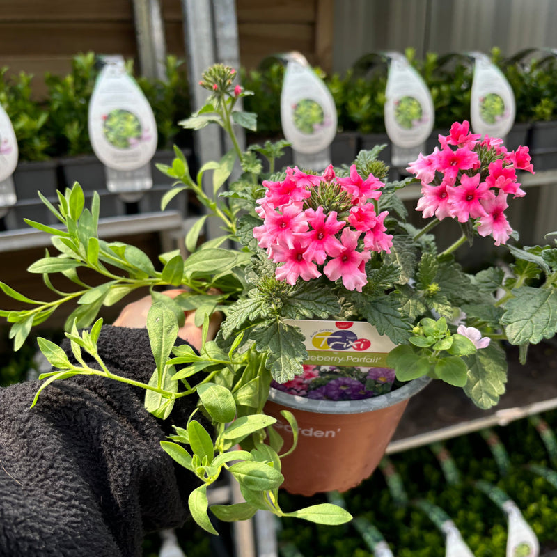 Summer Bedding Mix 3 x 13.5cm Pots -