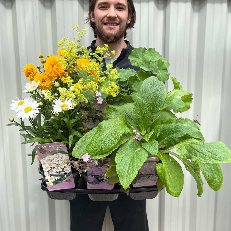 Our Selection of 3 x 2L Perennial Plants -