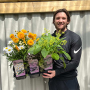 Our Selection of 3 x 2L Perennial Plants -