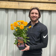 Our Selection of 3 x 2L Perennial Plants -