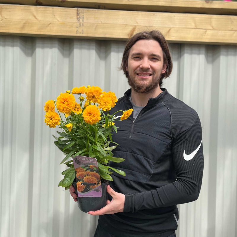 Our Selection of 3 x 2L Perennial Plants -