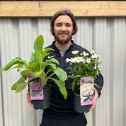 Our Selection of 3 x 2L Perennial Plants -