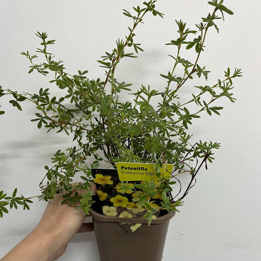 Potentilla fruticosa 'Katherine Dykes' 1L -
