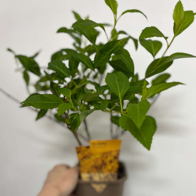 Forsythia x intermedia 'Weekend' 1L -