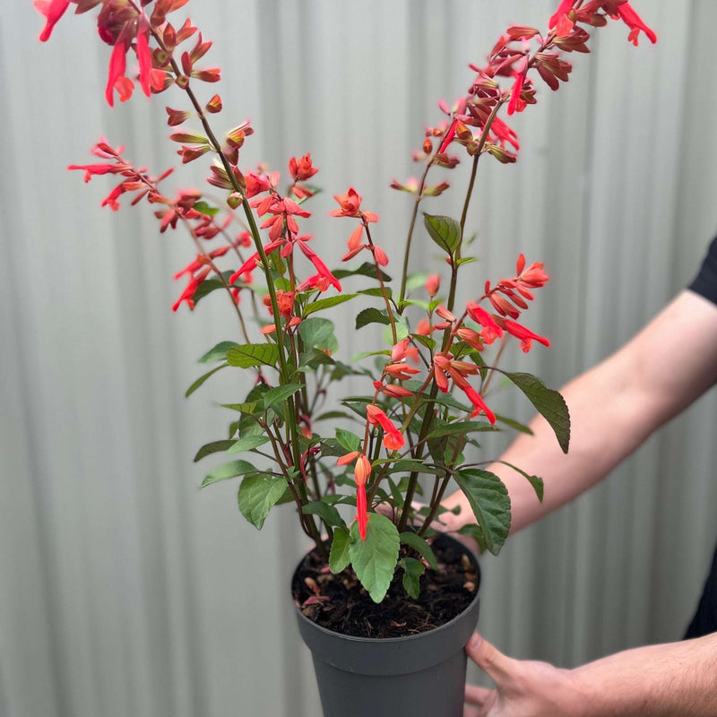 Salvia Salmia Orange2L -