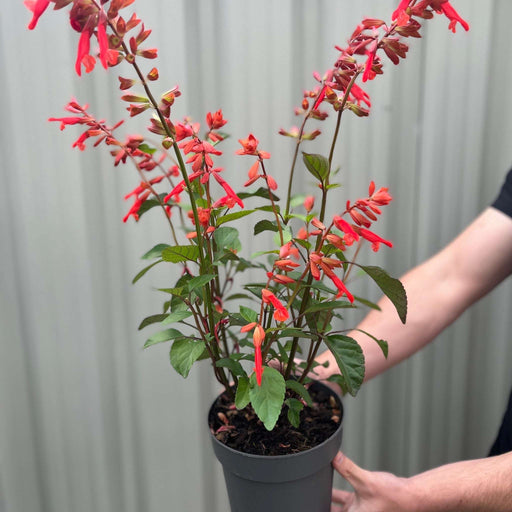 Salvia Salmia Orange2L -