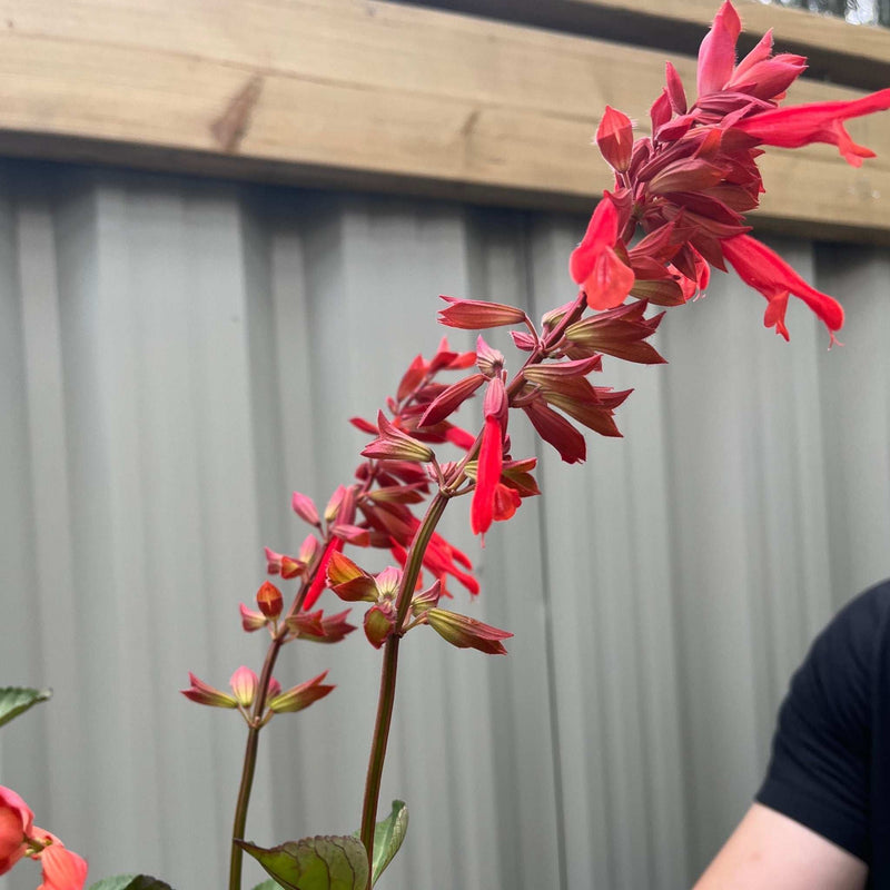 Salvia Salmia Orange2L -