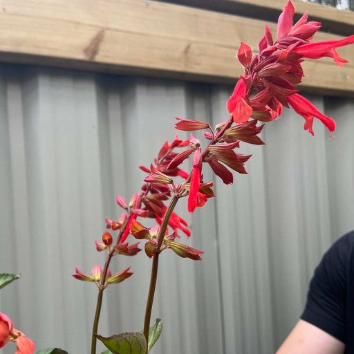 Salvia Salmia Orange2L -