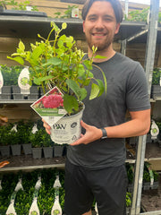 Hydrangea arborescens 'Strong Annabelle Pink' 3L -