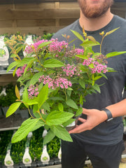 Spiraea japonica 'Anthony Waterer' 2L -