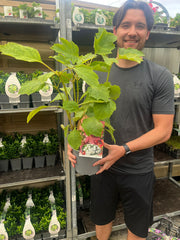 Hydrangea quercifolia 'Snow Flake' (Oak Leaf Hydrangea) - 2.5L -