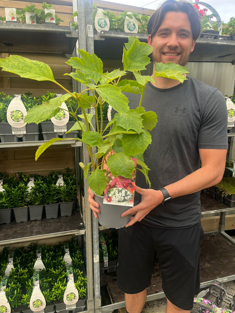 Hydrangea quercifolia 'Snow Flake' (Oak Leaf Hydrangea) - 2.5L -