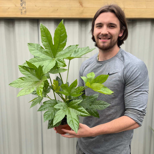 Fatsia japonica 2L (60-70cm)