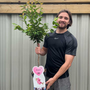 Ornamental Flowering Cherry Blossom Tree Dwarf - Prunus serrulata 'Kanzan' (2 Sizes Available) -