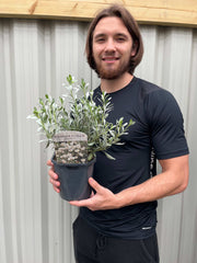 Convolvus cneorum (Silverbush) 9cm/1.5L/2L/3L