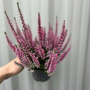Calluna Heather Pink (9cm Pot) -