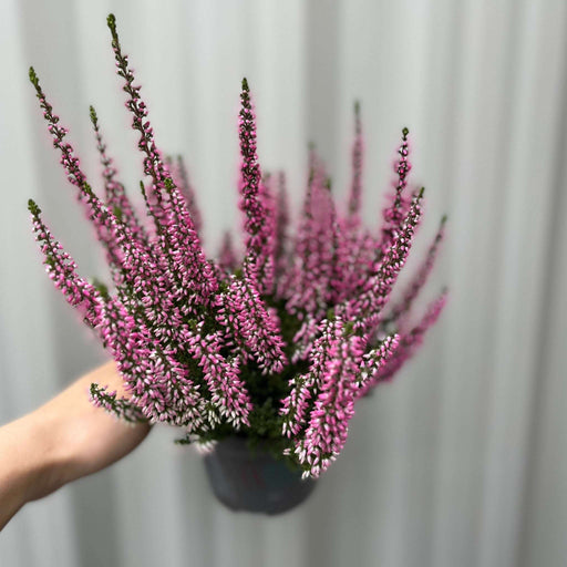 Calluna Heather Pink (9cm Pot) -