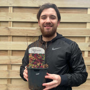 Spiraea japonica 'Firelight' 9cm / 1L / 2L -