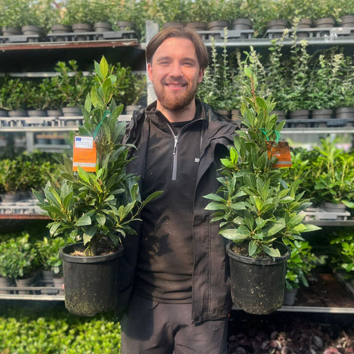 Bay Pyramid (Laurus Nobilis) 60cm 2L -