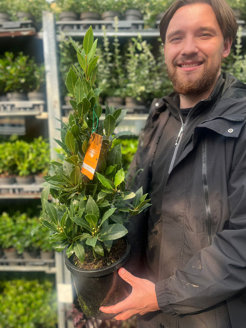 Bay Pyramid (Laurus Nobilis) 60cm 2L -
