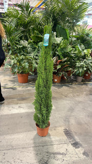 Cupressus sempervivrens Totem (Italian Cypress) 50-60cm, 140-150cm -