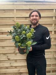 Skimmia japonica 'White Globe' 3L / 12L -