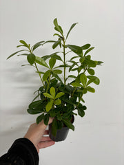 Pittosporum tobira 'Nanum' 9cm -