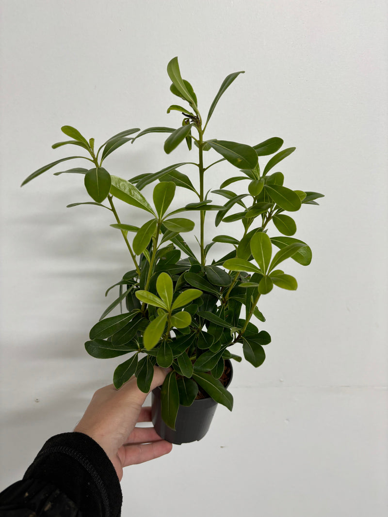 Pittosporum tobira 'Nanum' 9cm -