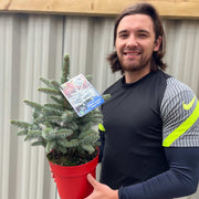 Potgrown Real Christmas Tree | Picea pungens 'Super Blue' | 30-40cm