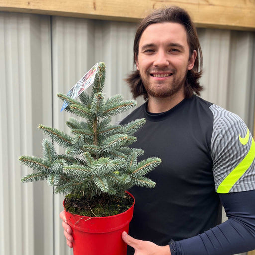 Potgrown Real Christmas Tree | Picea pungens 'Super Blue' | 30-40cm