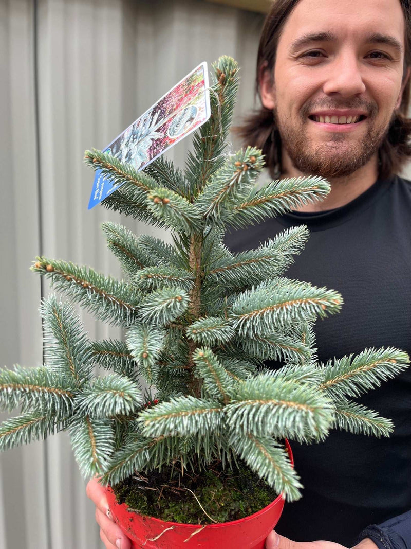 Potgrown Real Christmas Tree | Picea pungens 'Super Blue' | 30-40cm