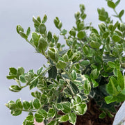 Euonymus fortunei ‘Emerald Gaiety’ 1L / 5L -