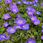 Geranium 'Rozanne' 9cm / 2L